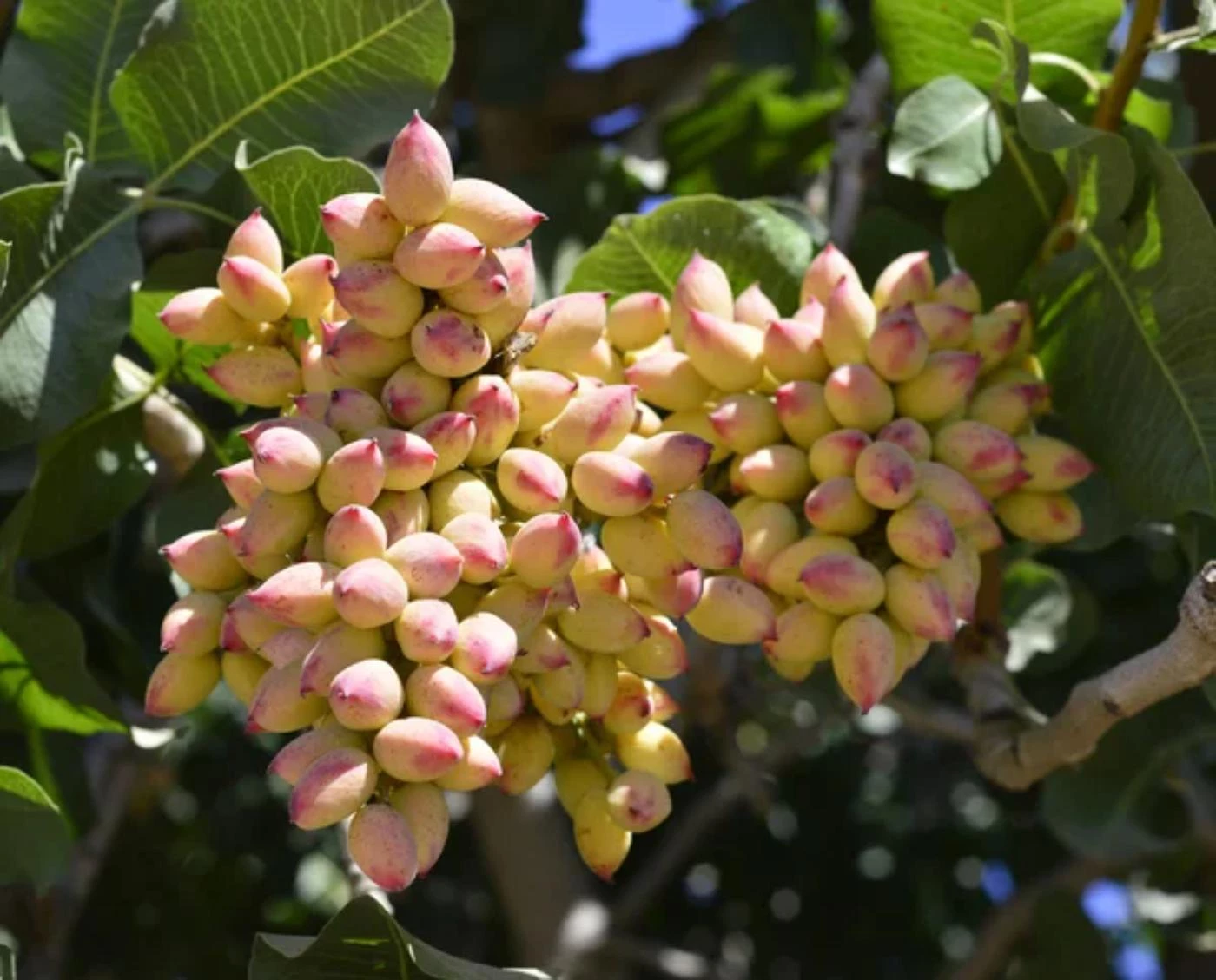 What's the Average Pistachio Yield per Tree? - 🐝 BootstrapBee.com ...