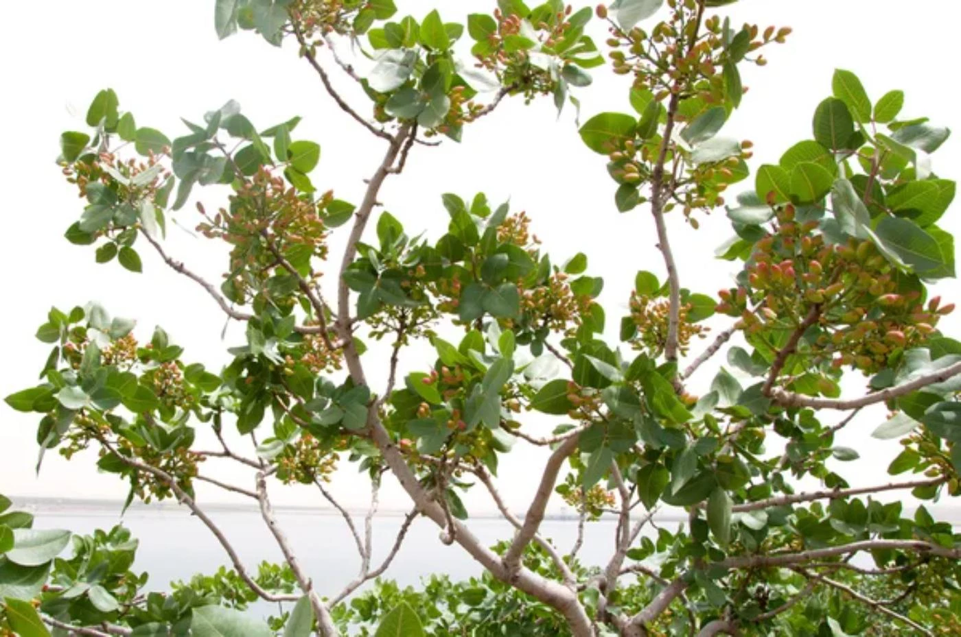 What's the Average Pistachio Yield per Tree? 🐝 Actionable bootstrapping guides