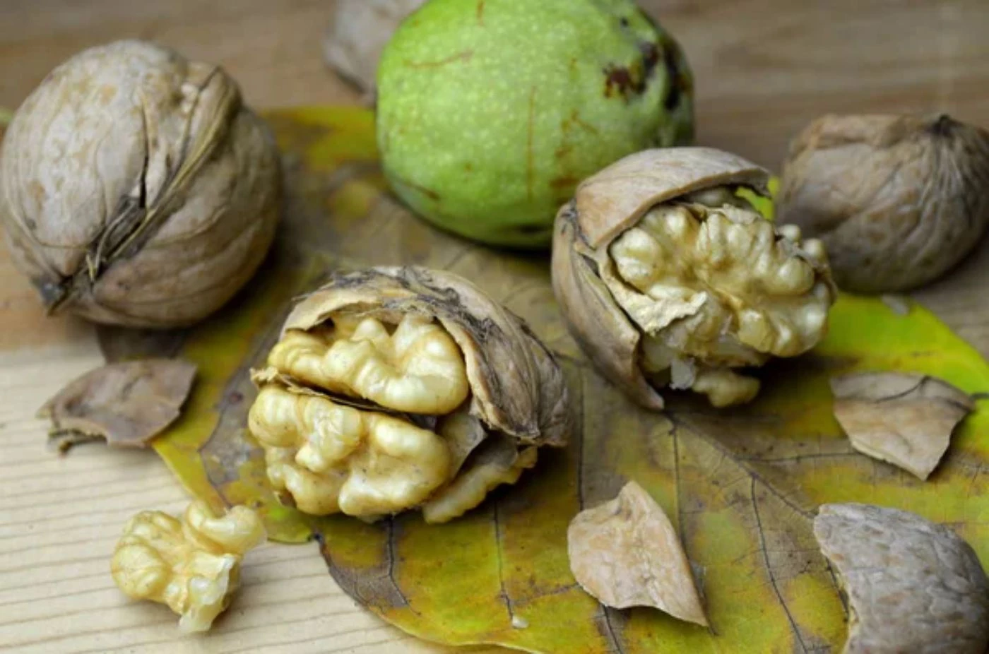 How Many Pounds of Walnuts per Tree on Average? 🐝