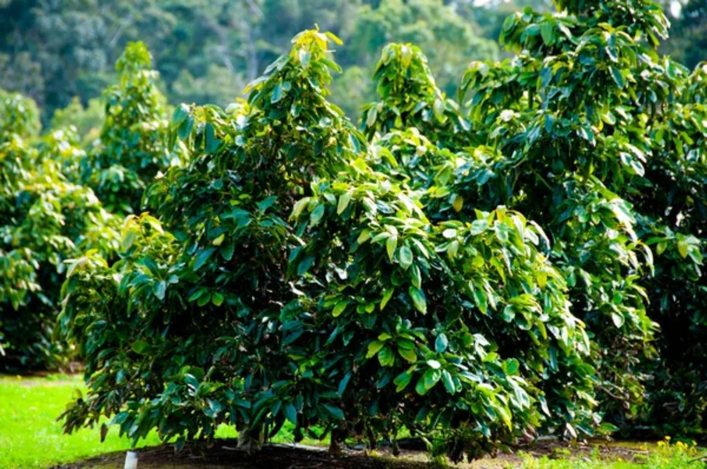 How Many Avocado Trees Can You Plant per Hectare? - 🐝 BootstrapBee.com ...