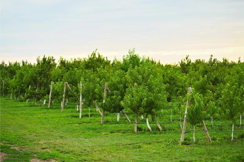 13 Things to Know Before Starting a Tree Farm 🐝