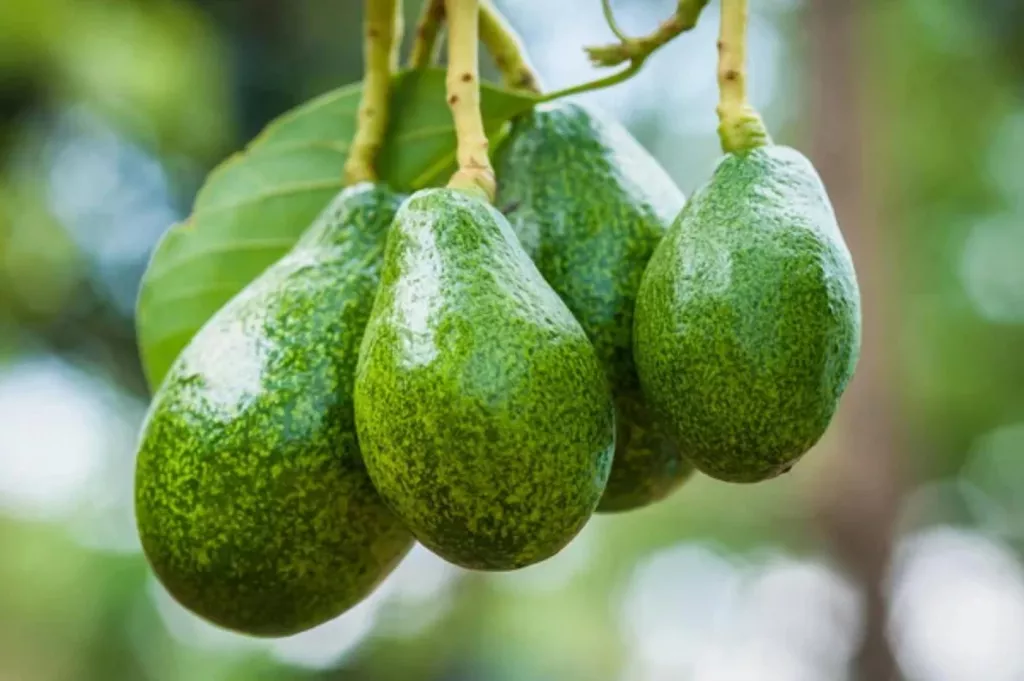 What's the Best Time to Plant Avocado Trees? 🐝 Actionable bootstrapping guides
