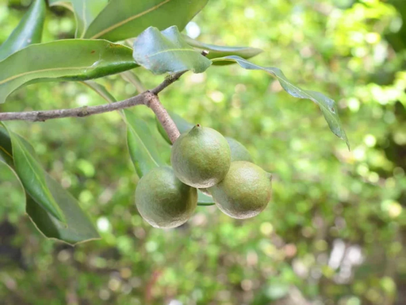 What Type of Soil Do Macadamia Trees Like? - 🐝 BootstrapBee.com ...