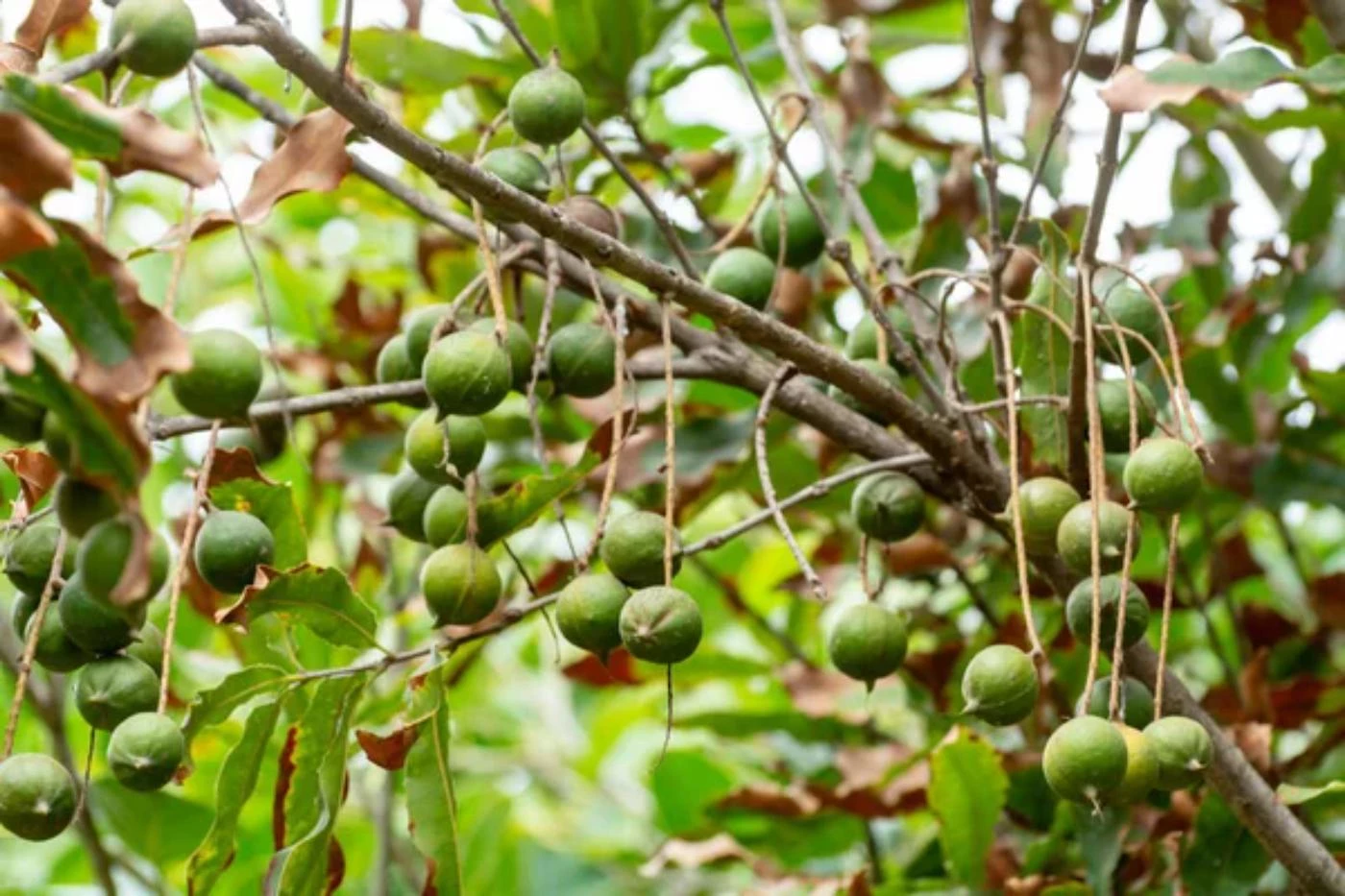 What Type Of Soil Do Macadamia Trees Like? - 🐝 Bootstrapbee.com 