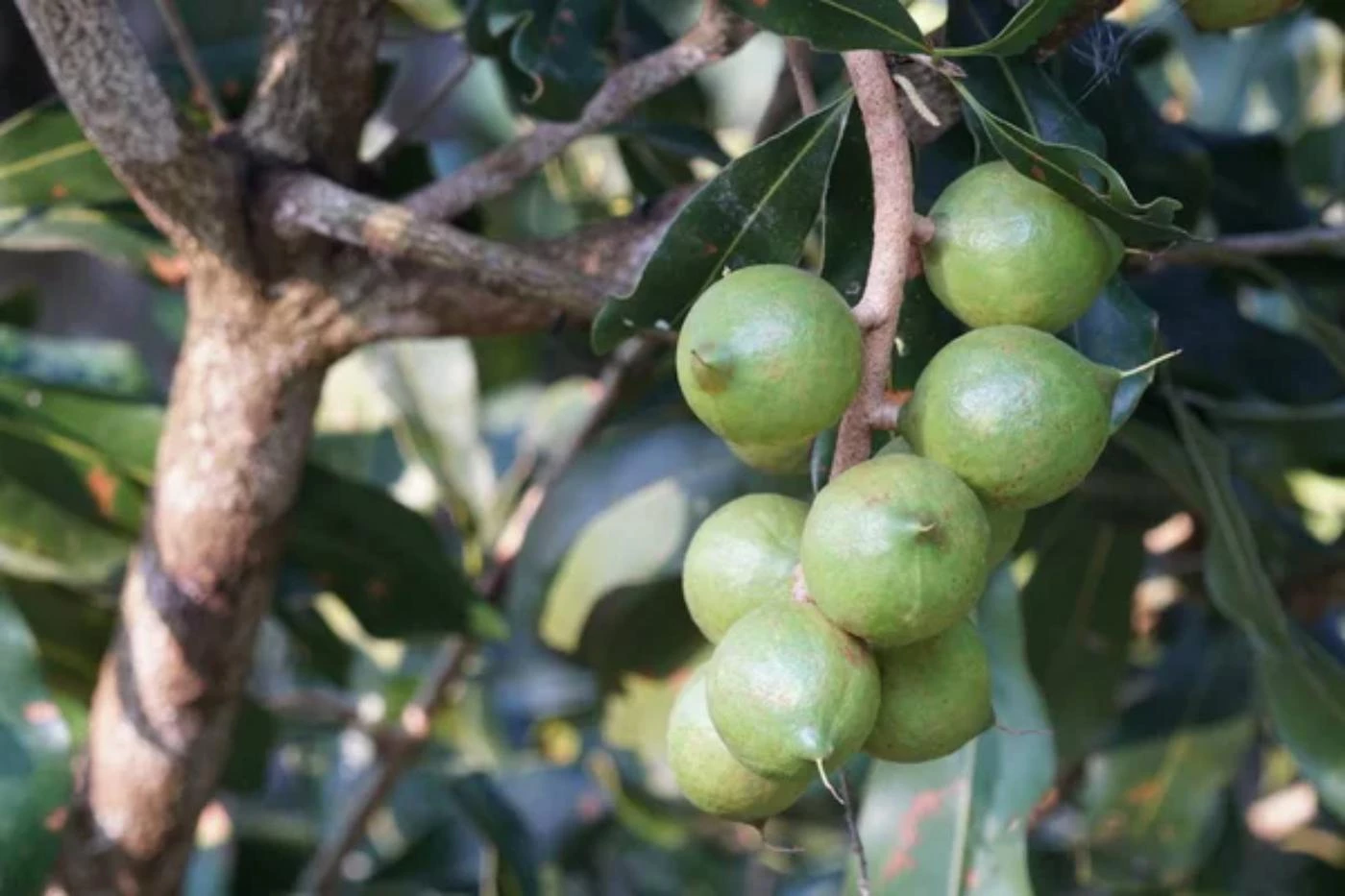 What Type of Soil Do Macadamia Trees Like? 🐝