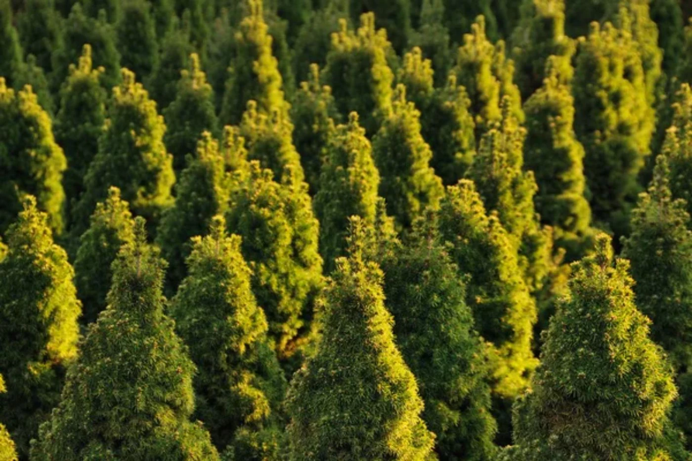 Christmas Tree Farm Requirements Don't Miss These 🐝