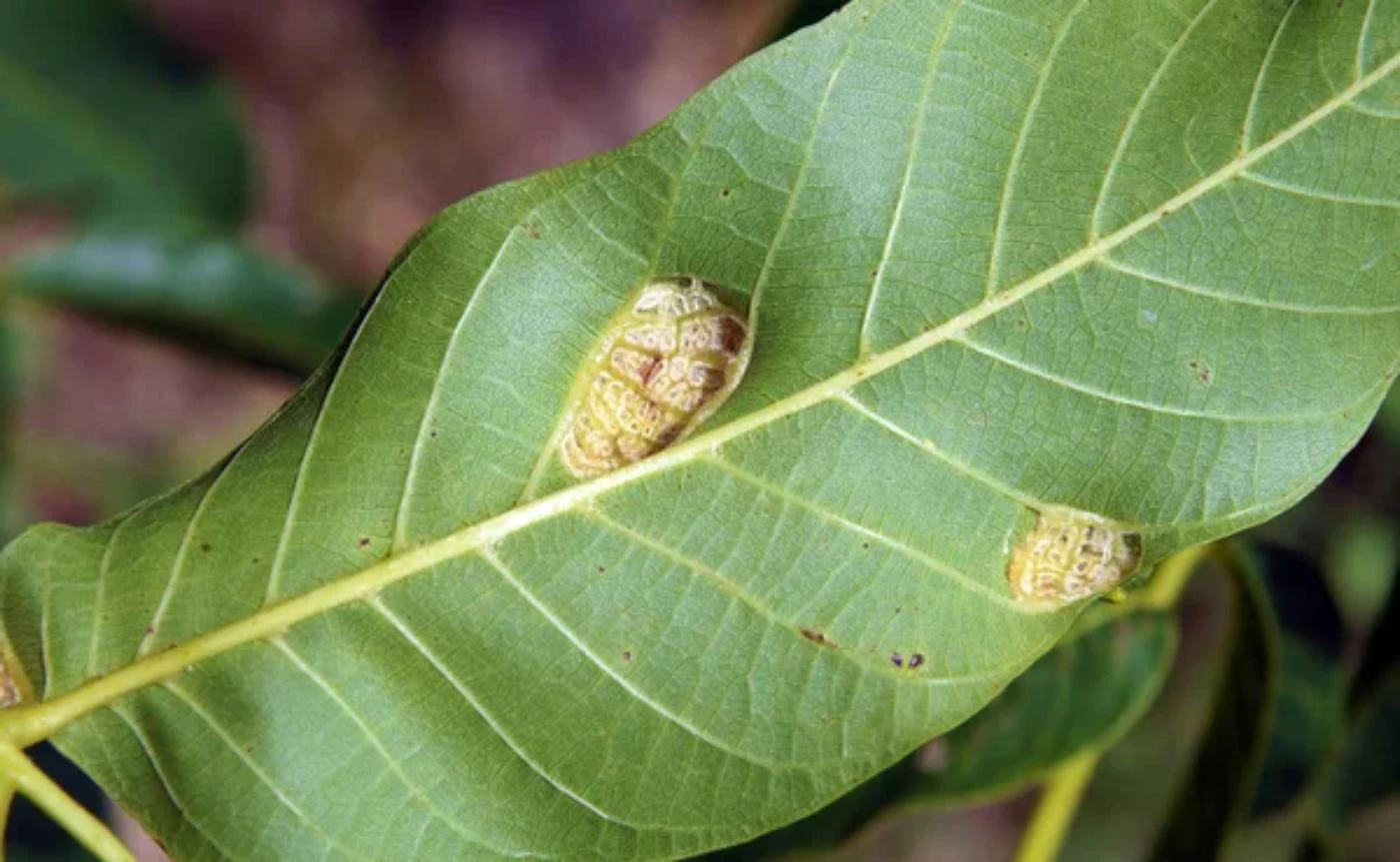 Common Black Walnut Problems 19 Diseases with Pictures 🐝