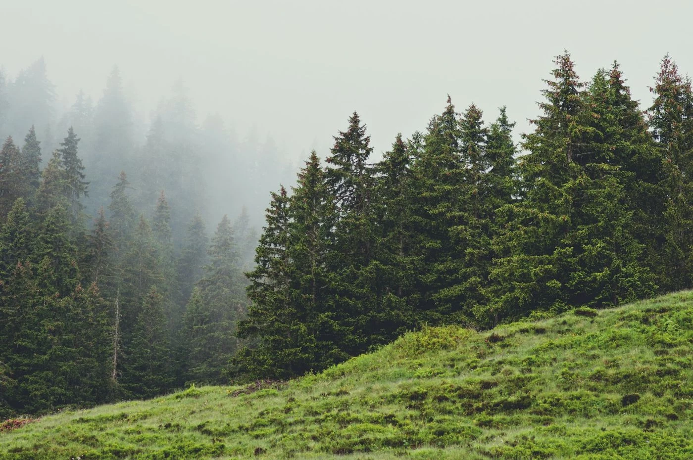 Average Cost to Plant Pine Trees per Acre (2023) 🐝