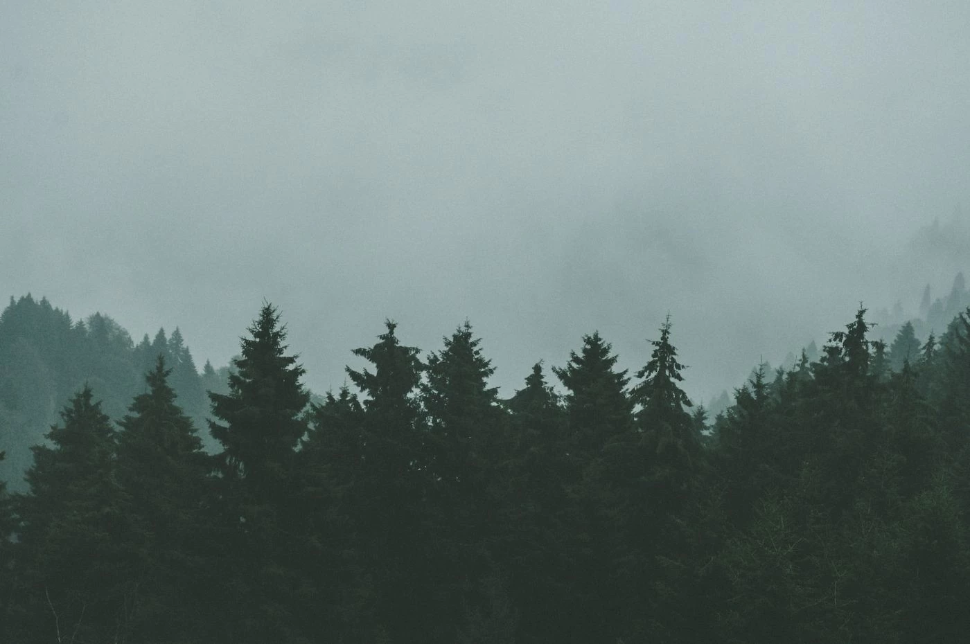 Average Cost to Plant Pine Trees per Acre (2023) 🐝