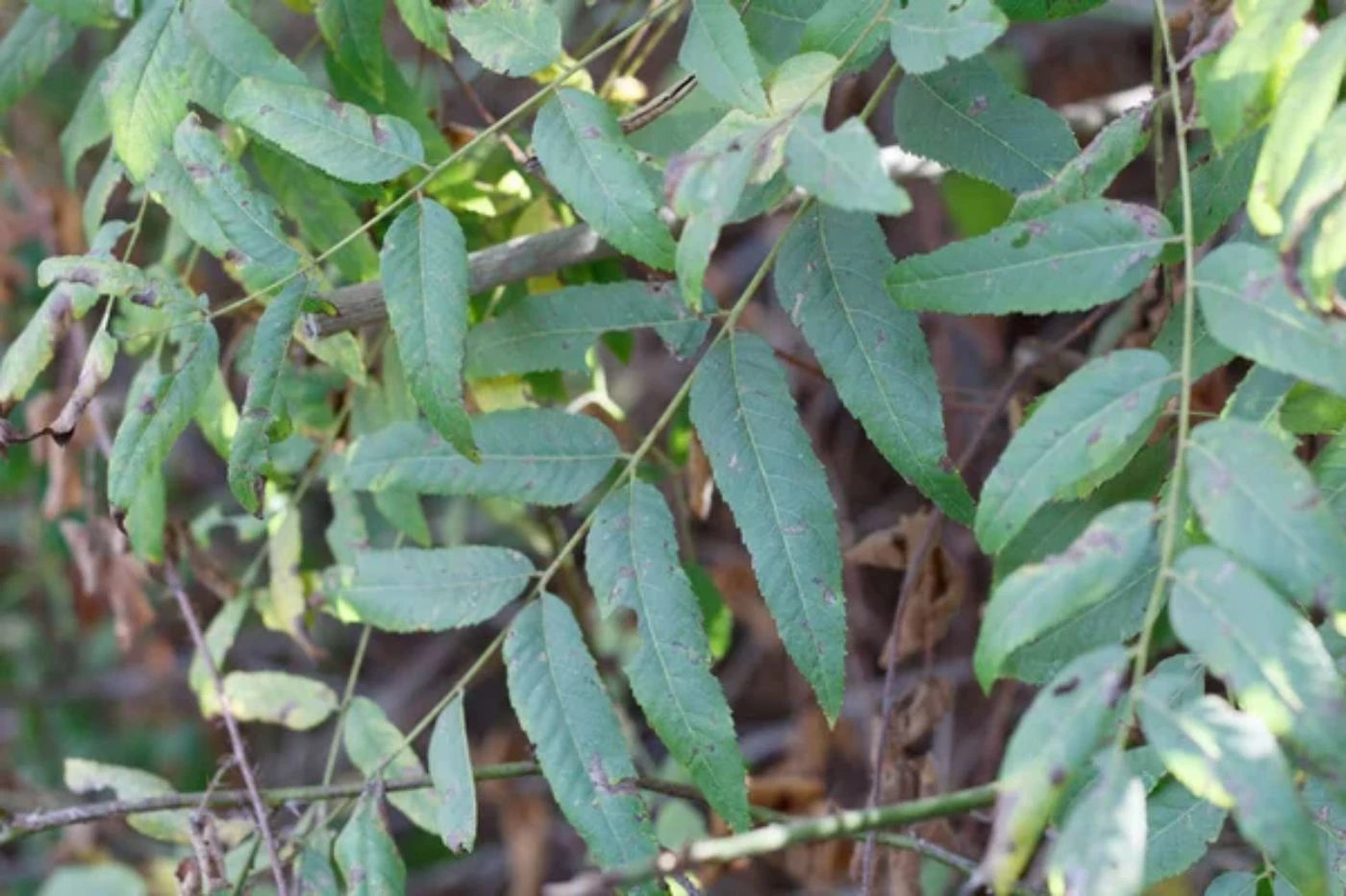 What's the Fastest Growing Walnut Tree Species for Profits? 🐝