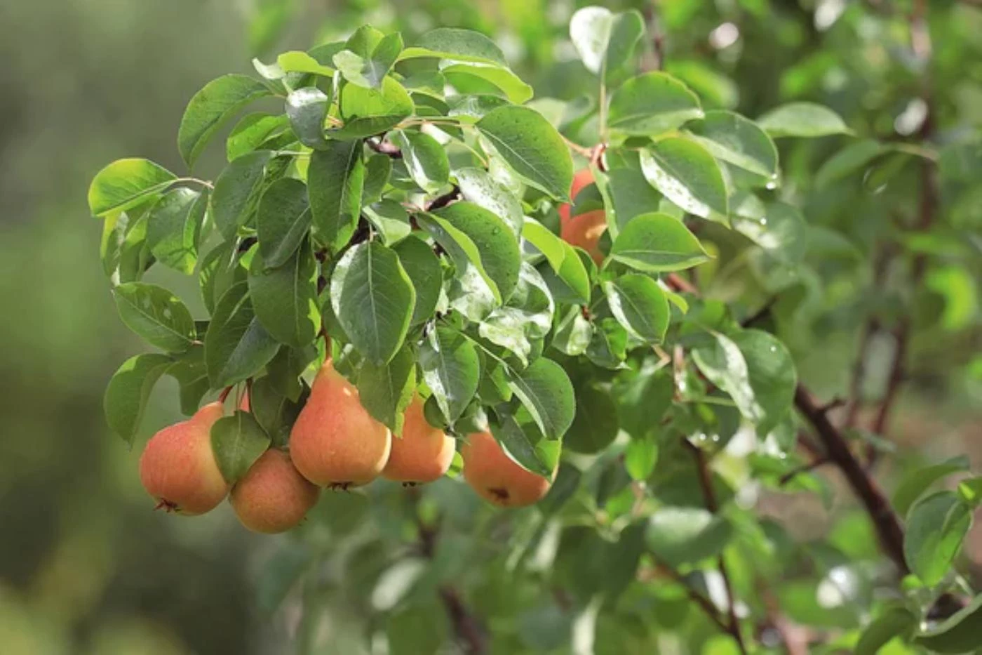 17 Most Common Fruit Trees Types (With Pictures) - 🐝 BootstrapBee.com ...