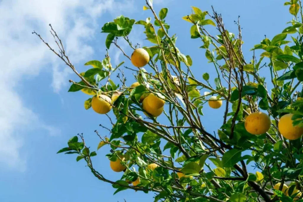 17 Most Common Fruit Trees Types (With Pictures) - 🐝 BootstrapBee.com ...