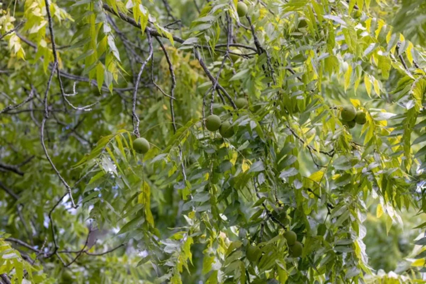 How Fast Do Black Walnut Trees Grow? - 🐝 BootstrapBee.com - Actionable ...