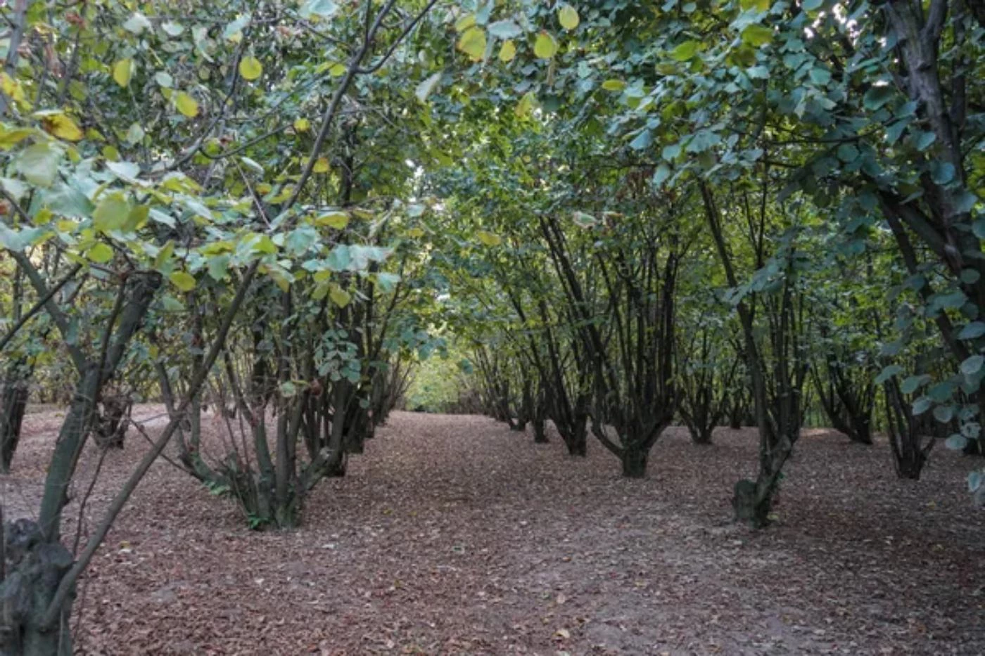 Do Hazelnuts Grow on Trees or Bushes? (And How Fast) 🐝 BootstrapBee