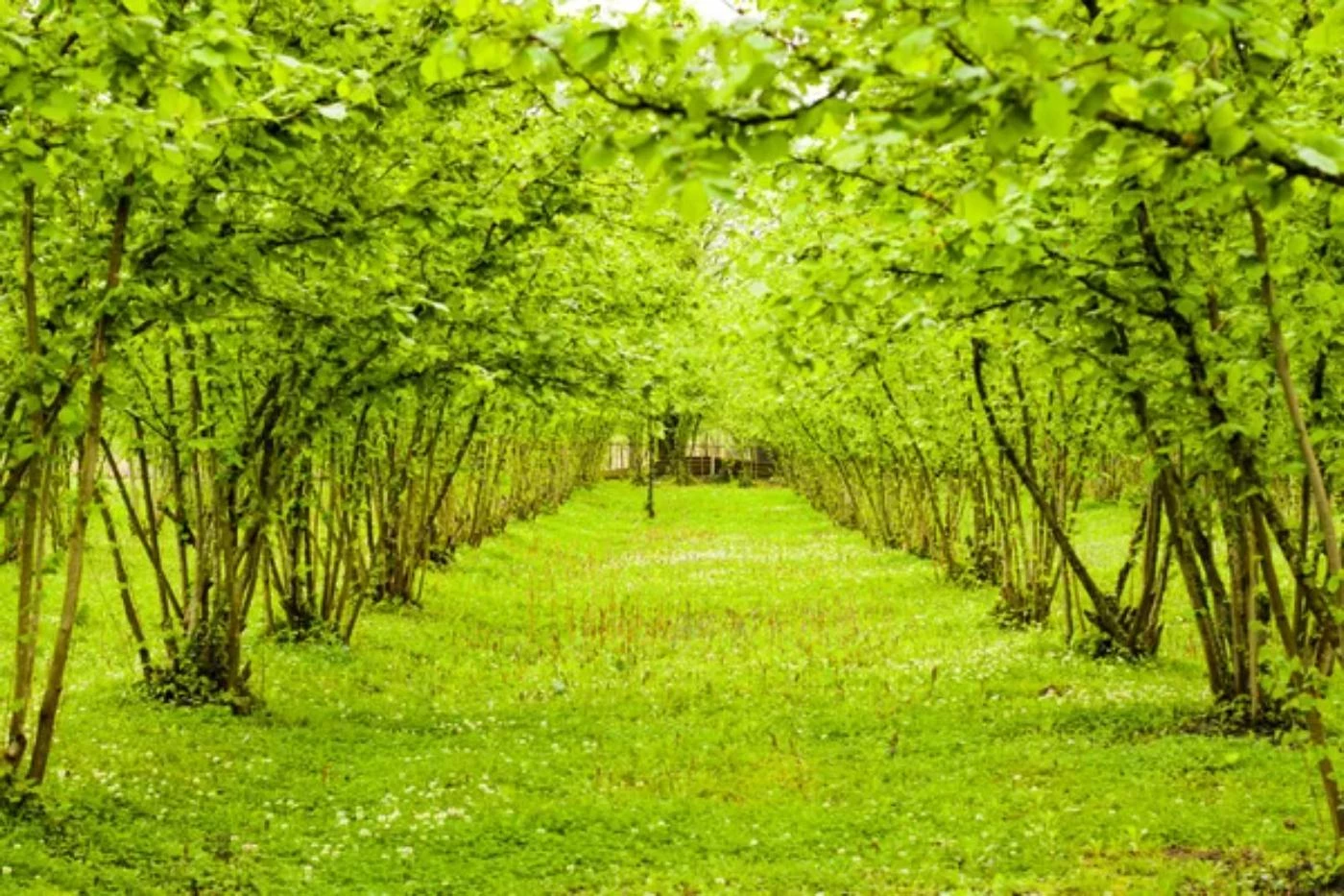 How Many Hazelnut Trees Can You Grow per Hectare? 🐝