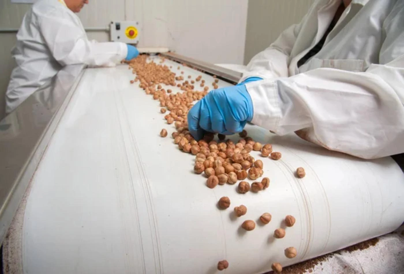 The Top 10 Largest Producer of Hazelnuts 🐝