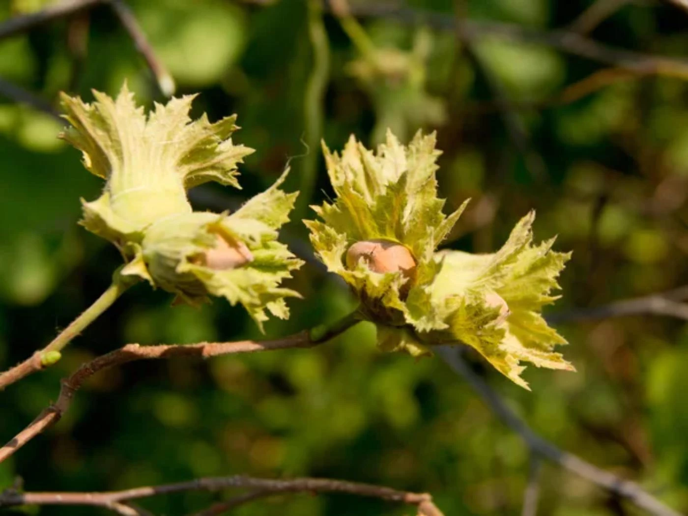 6 Most Common Hazelnut Tree Types (With Pictures) 🐝