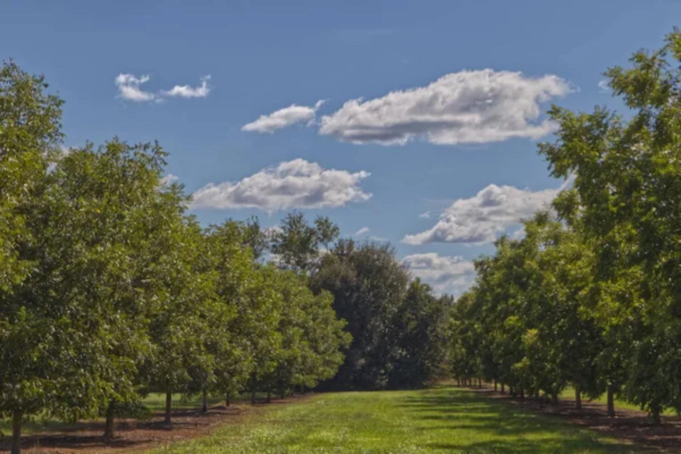 How Long Do Pecan Trees Produce Nuts on Average? 🐝