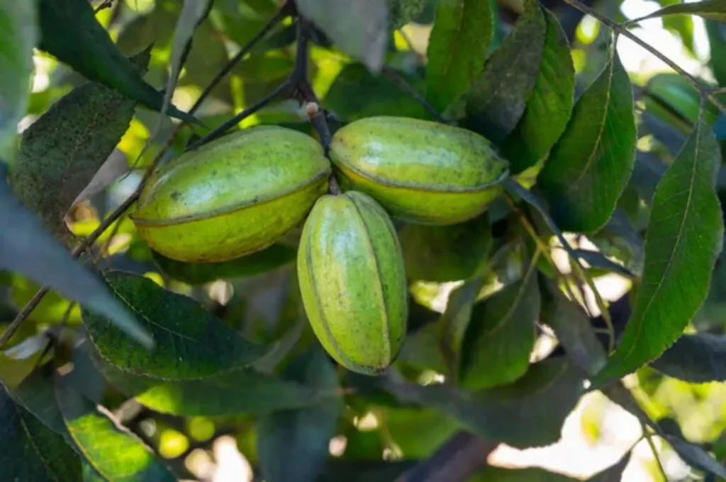 How Long Do Pecan Trees Produce Nuts on Average? 🐝