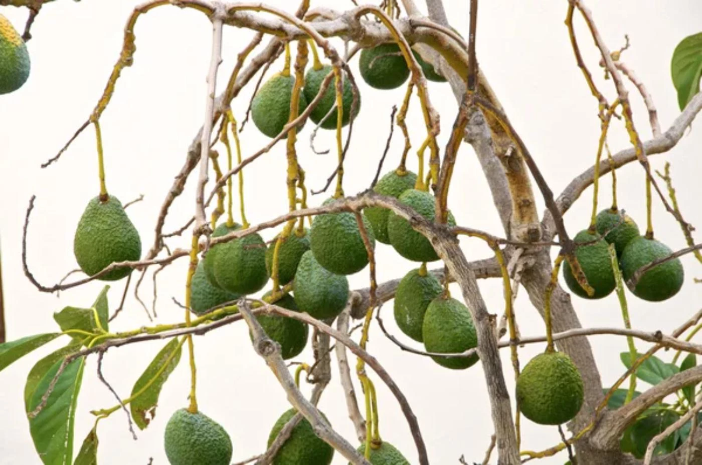 How Long Does It Take for an Avocado Tree to Bear Fruit? 🐝