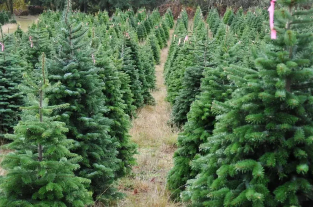 How Many Acres Do You Need for a Christmas Tree Farm? 🐝 Actionable