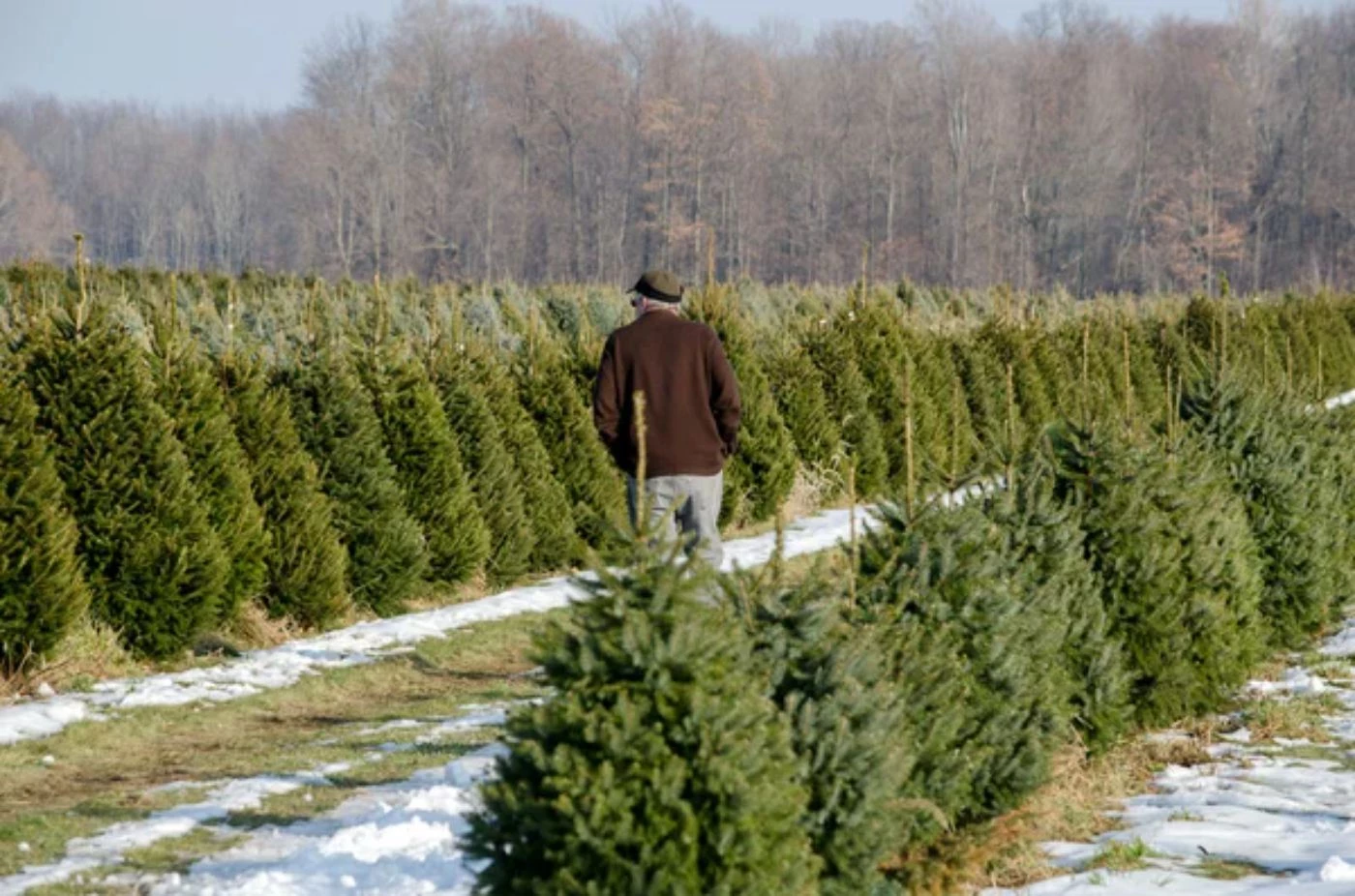 How Many Acres Do You Need for a Christmas Tree Farm? 🐝 Actionable