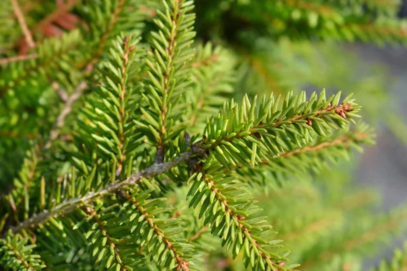 How Many Christmas Trees Can You Plant per Acre? 🐝