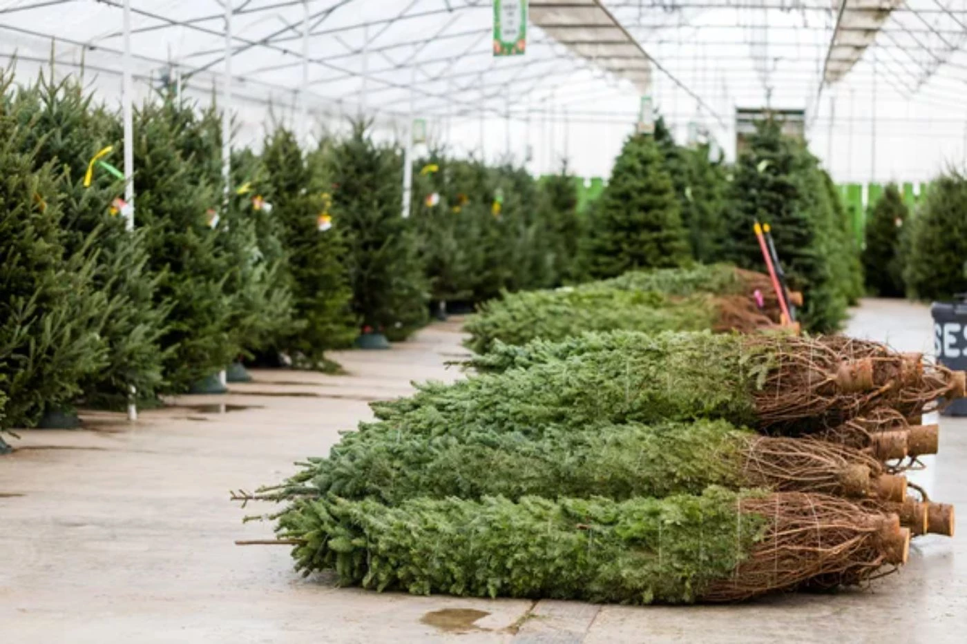How Many Christmas Trees Can You Plant per Acre? 🐝