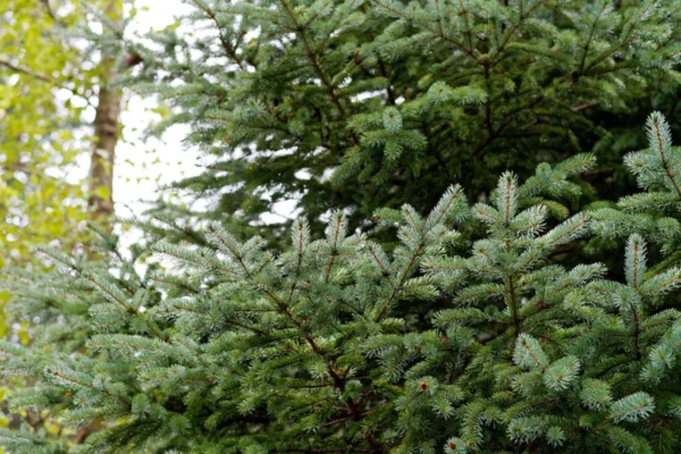 How Many Christmas Trees Can You Plant per Acre? 🐝