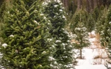 Christmas Tree Farm Profit Per Acre (Detailed Breakdown) - 🐝 ...