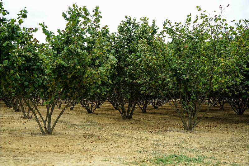 How Many Hazelnut Trees Should You Plant per Acre? 🐝
