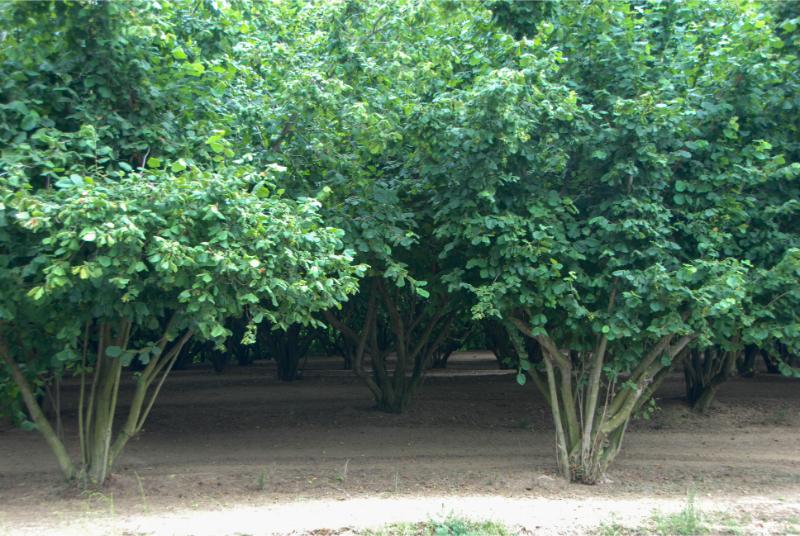 How Many Hazelnut Trees Should You Plant per Acre? 🐝