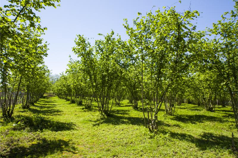How Many Hazelnut Trees Should You Plant per Acre? 🐝