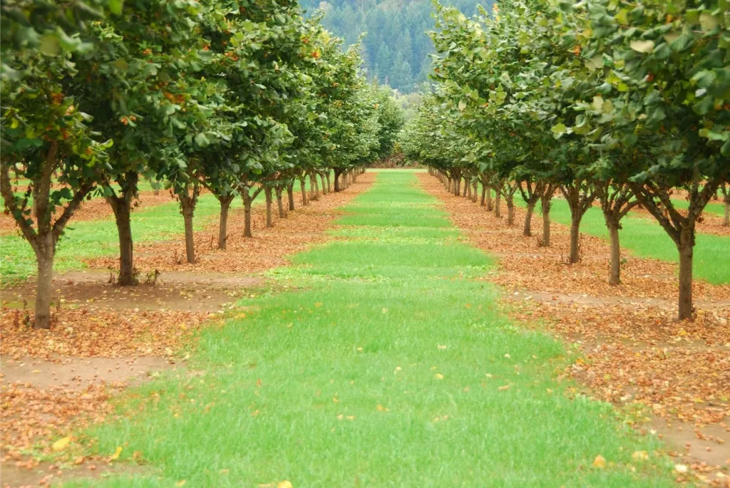How Many Hazelnut Trees Should You Plant per Acre? 🐝