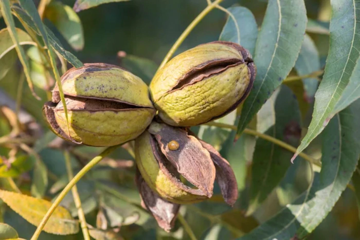 How Many Years Does it Take for Pecan Trees to Produce? 🐝