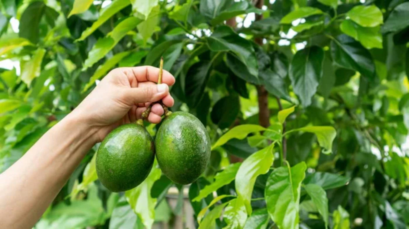 How Often Do Avocado Trees Produce Fruit? 🐝