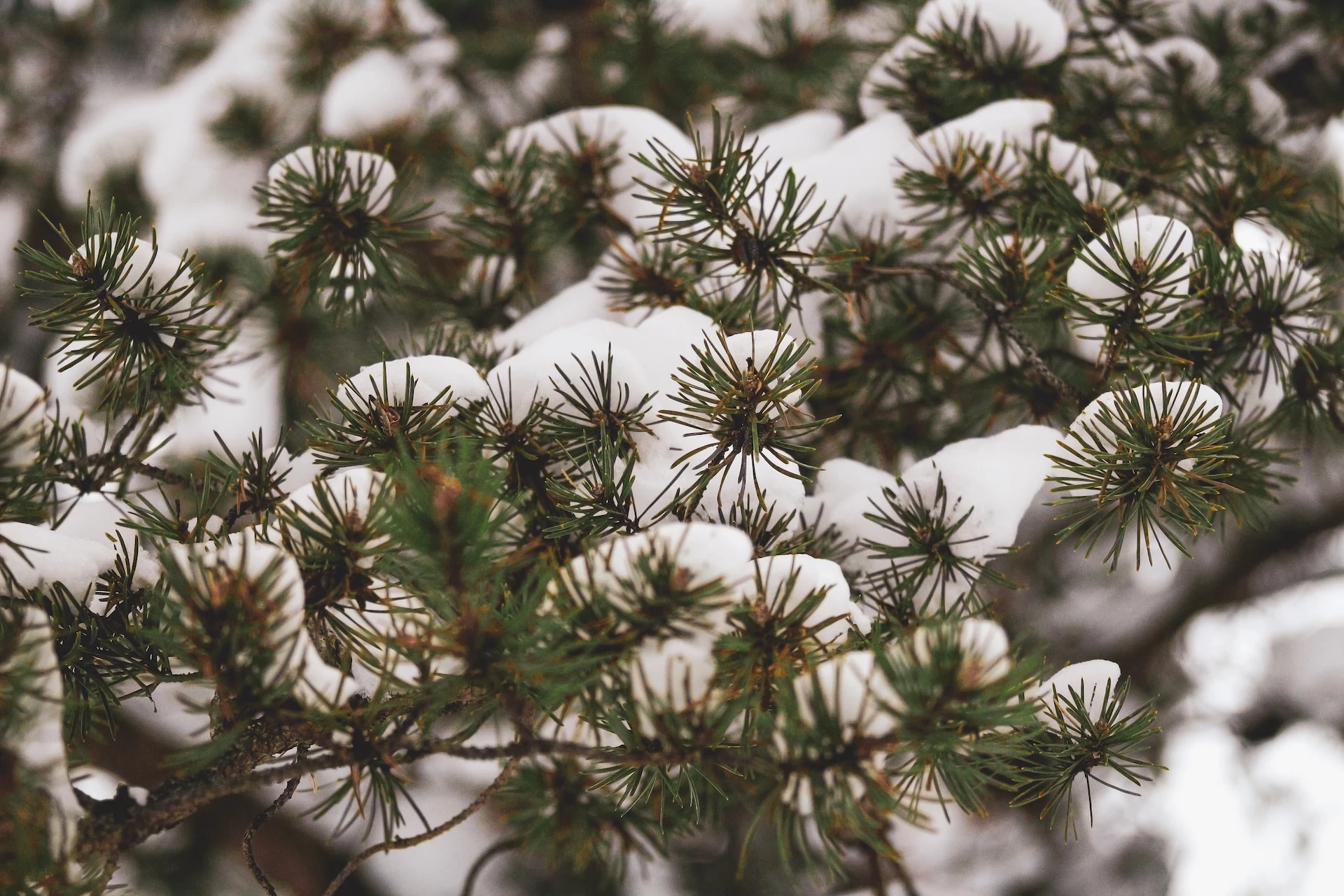 How To Start a (Profitable) Christmas Tree Farm From Scratch 🐝