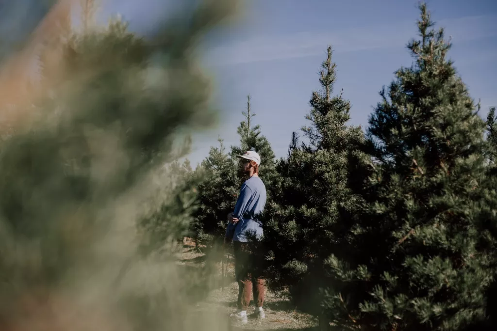 How To Start a (Profitable) Christmas Tree Farm From Scratch 🐝