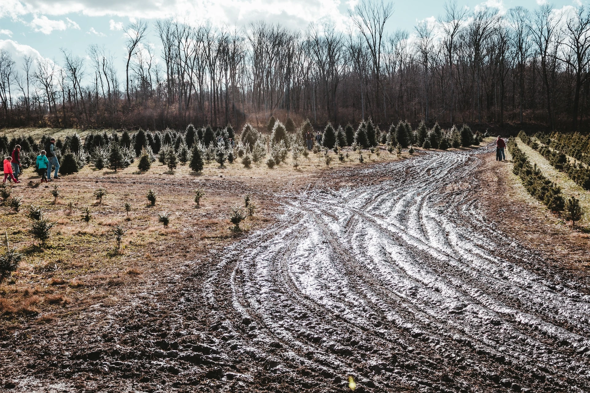 How To Start a (Profitable) Christmas Tree Farm From Scratch 🐝