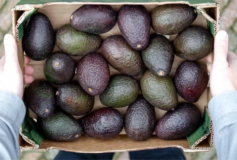 avocado farming business plan