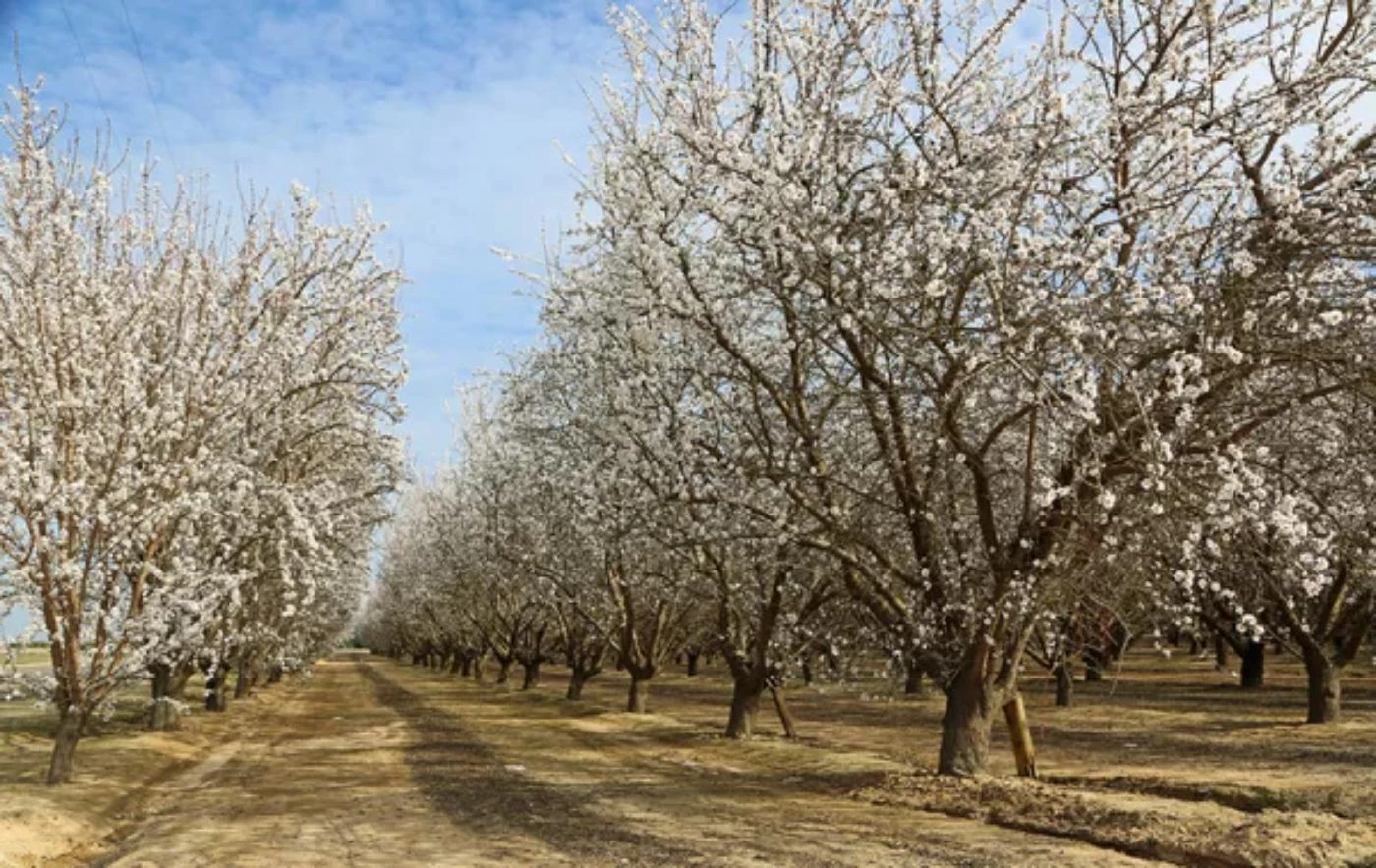The 21 Largest Almond Growers in California (2023 Data) 🐝