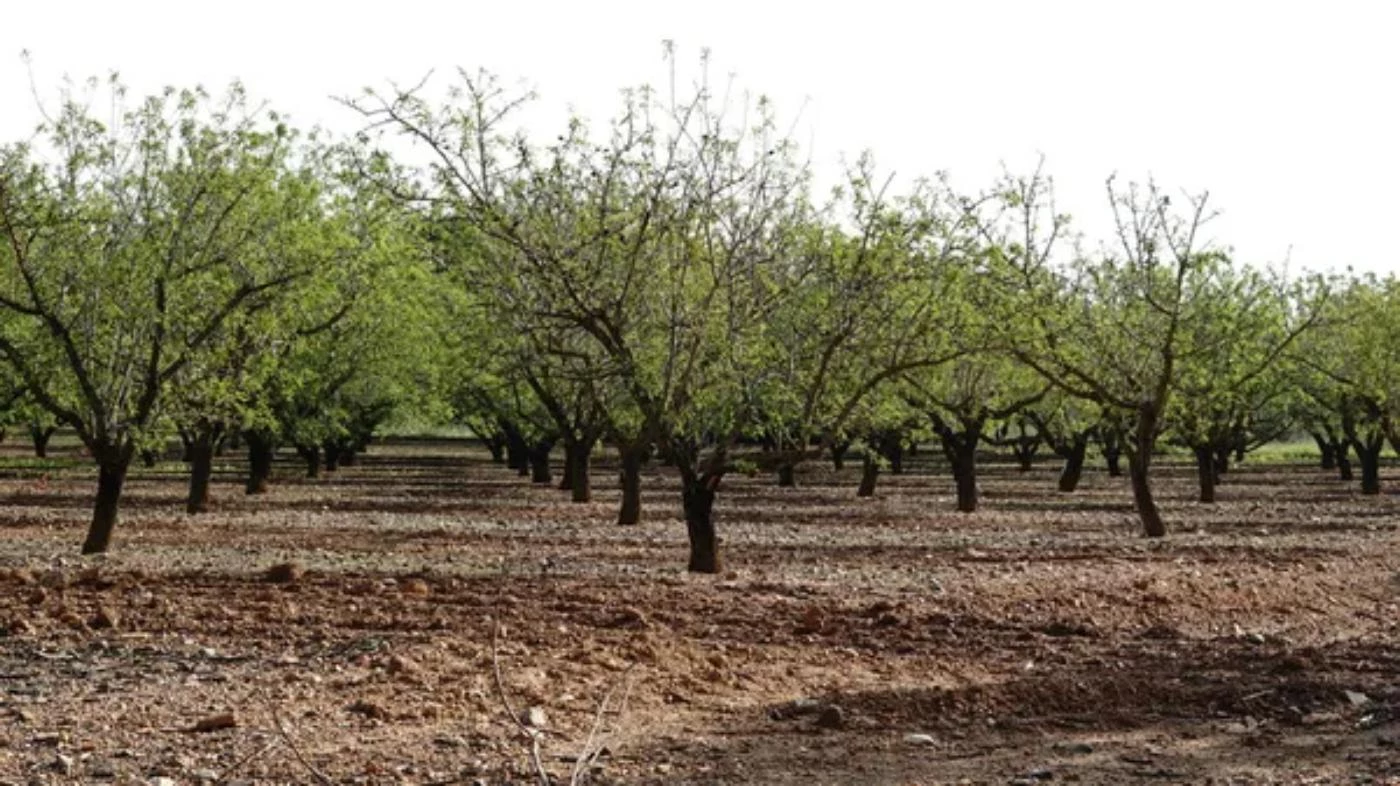The 21 Largest Almond Growers in California (2023 Data) - 🐝 ...