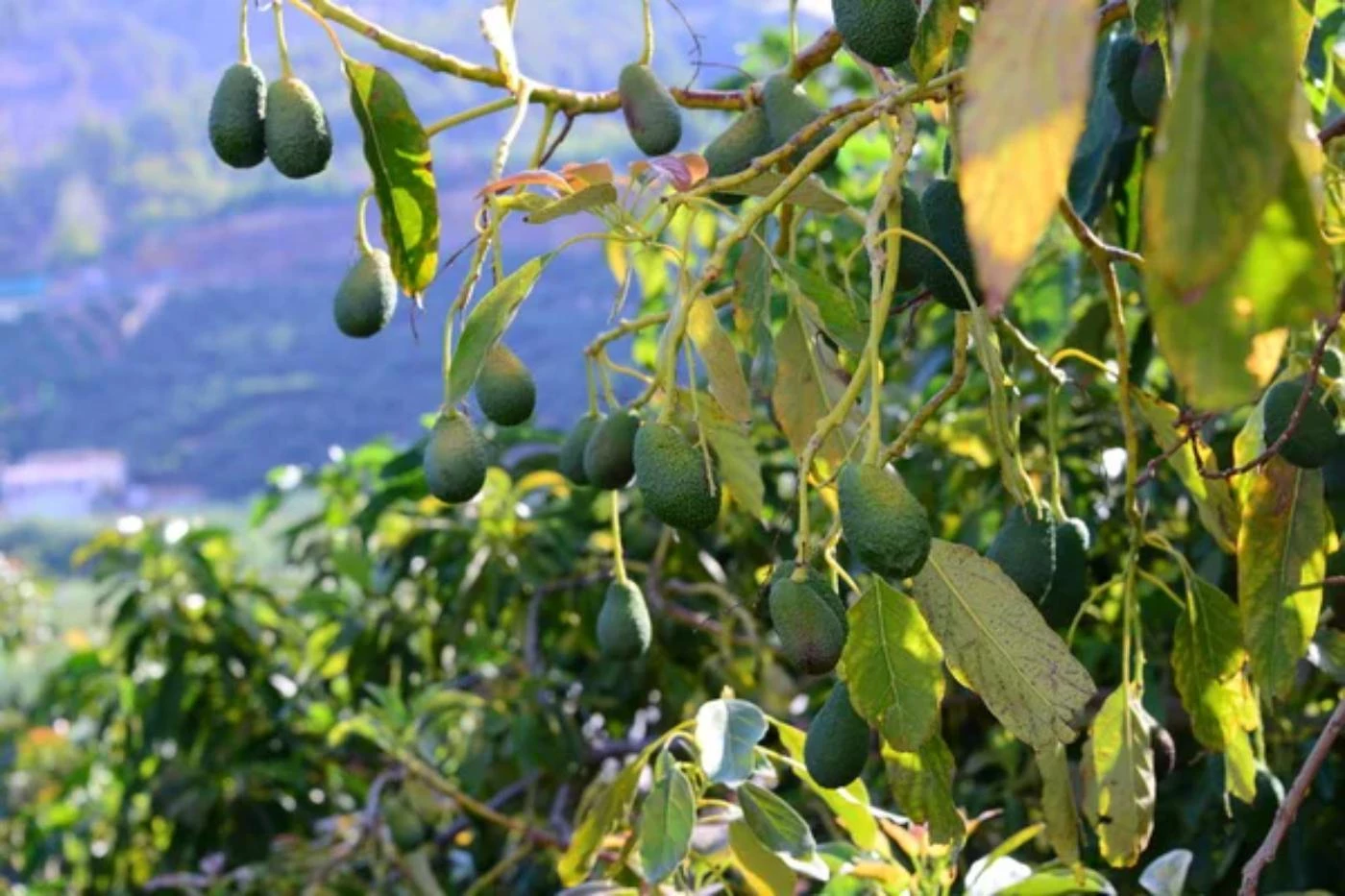 How Long Do Avocado Trees Live? Life Cycle) 🐝 BootstrapBee