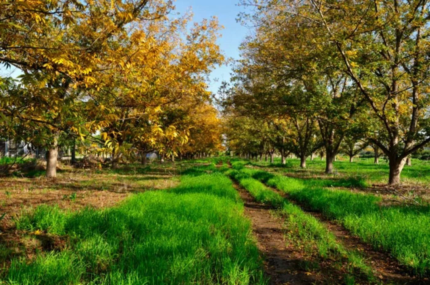 How Long Do Pecan Trees Live? Life Cycle) 🐝 BootstrapBee