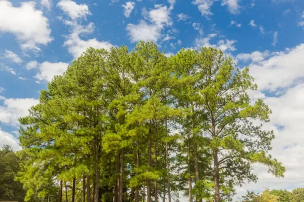 Loblolly Pine Value Per Acre (2023 Prices) 🐝