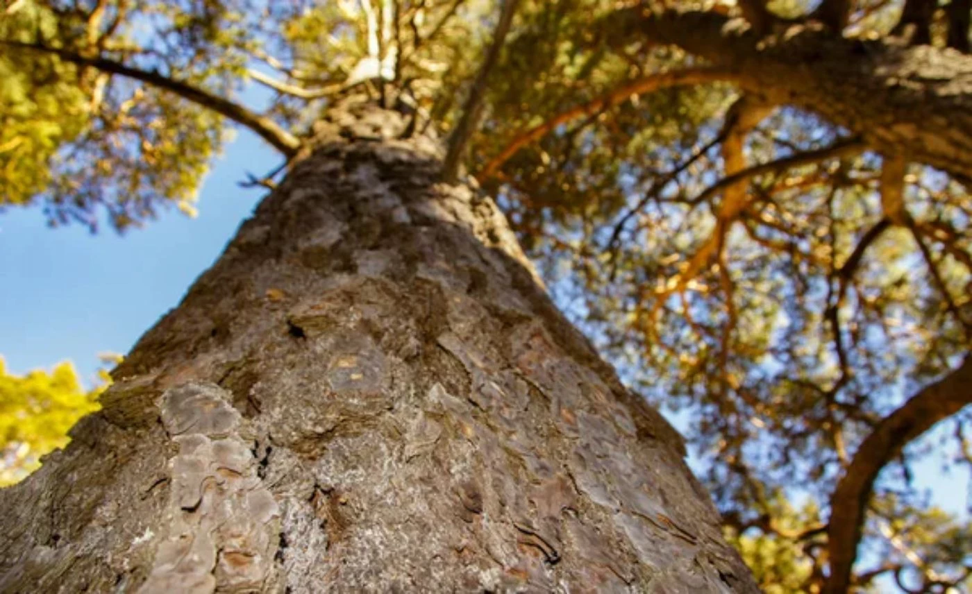 Loblolly Pine Value Per Acre (2023 Prices) 🐝