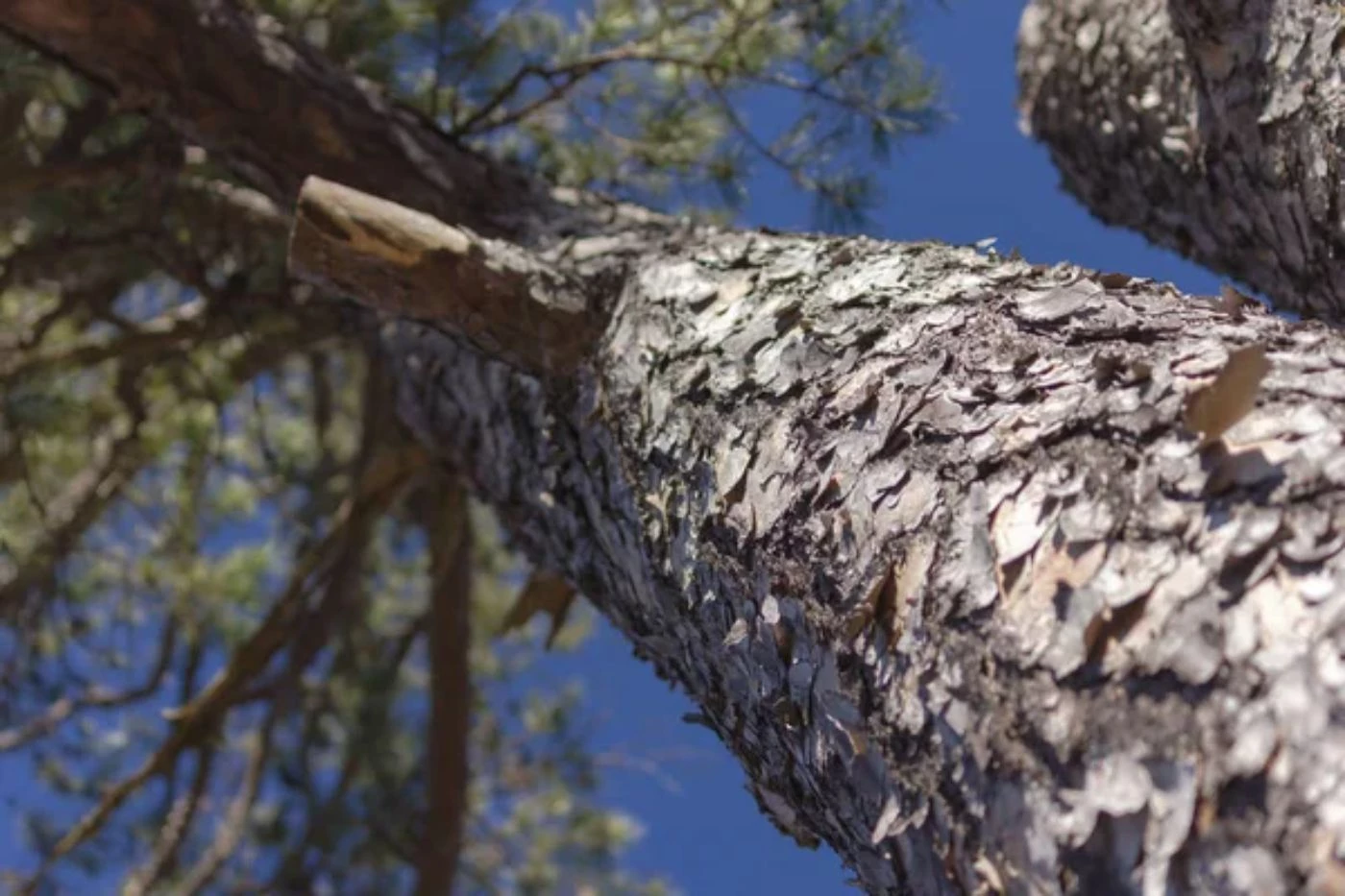 Loblolly Pine Value Per Acre (2023 Prices) 🐝