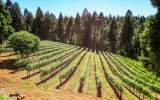 How To Start A Tree Nursery Profitably From Scratch рџђќ Bootstrapbee How To Start A Tree Nursery Profitably From Scratch рџђќ Bootstrapbee