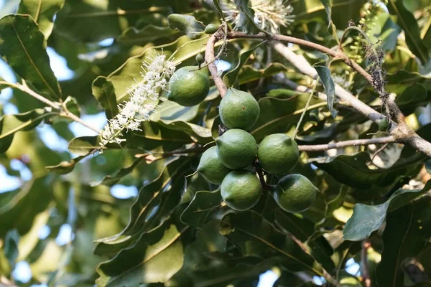 Are Macadamia Trees Easy to Grow? 5 Things to Remember - 🐝 BootstrapBee ...