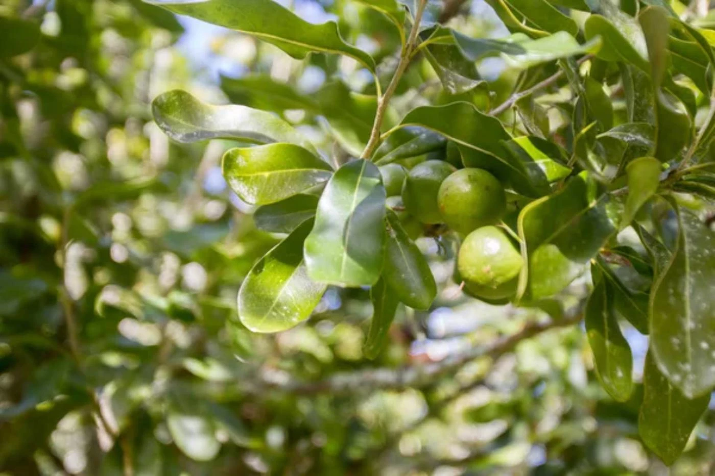 Are Macadamia Trees Fast Growing? (How Fast) 🐝